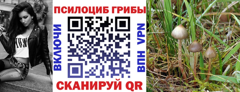 купить Сретенск Галлюциногенные грибы Magic Shrooms